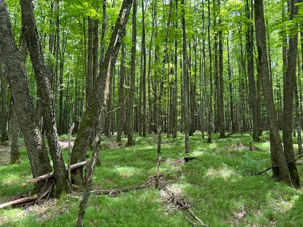 $58,000 | Lt44 Big Cub Trail, Laona, WI 54541