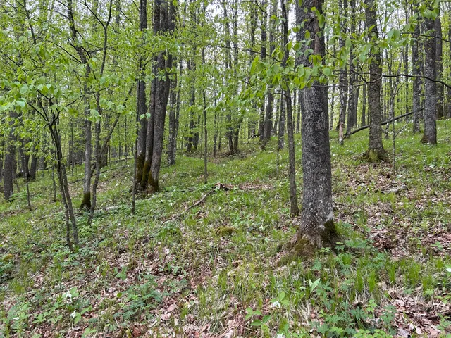 $58,000 | Lt44 Big Cub Trail, Laona, WI 54541