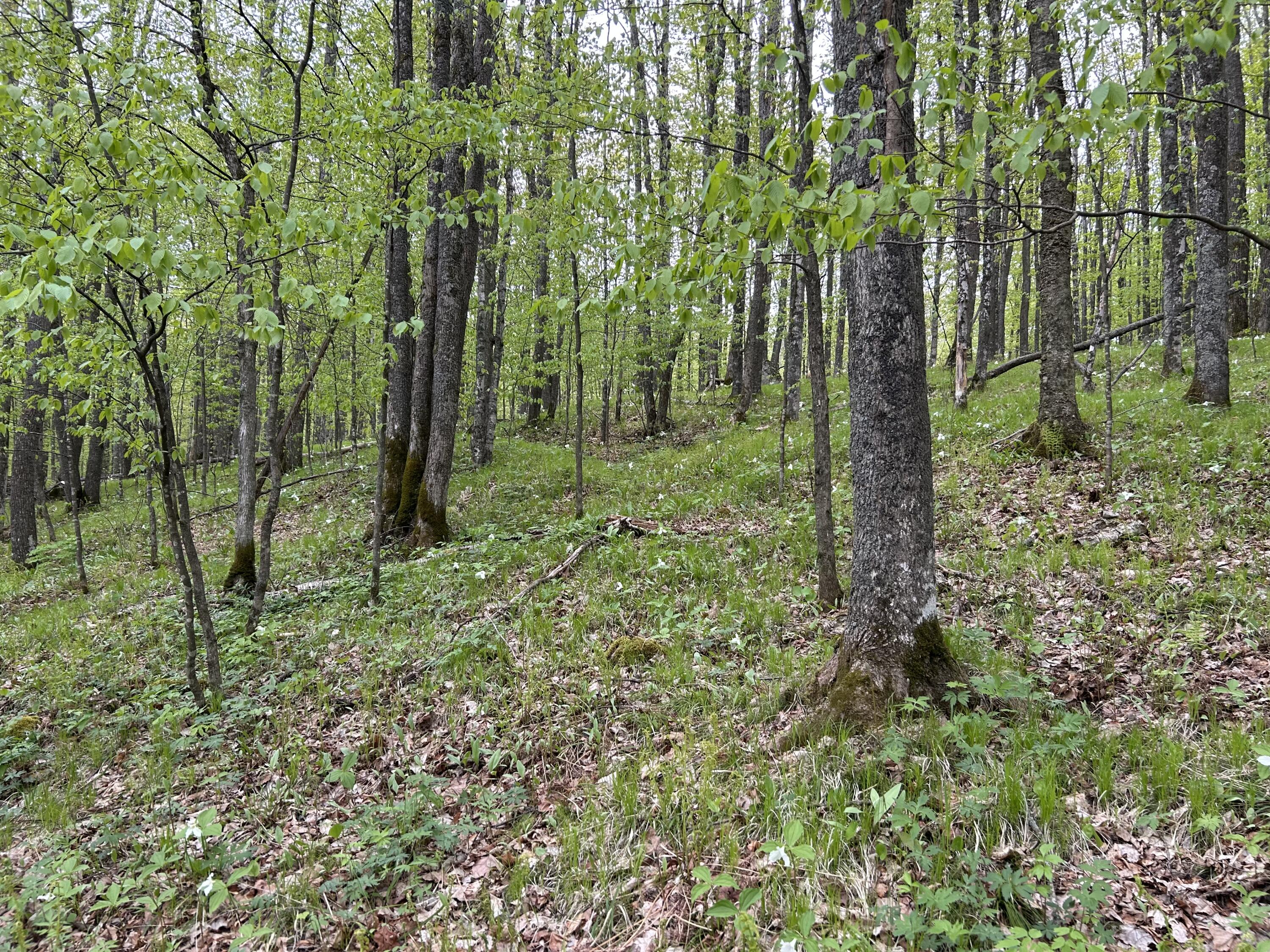 Lt44 Big Cub Trail Laona, WI 54541 - Photo 7 of 13 IMG_4103