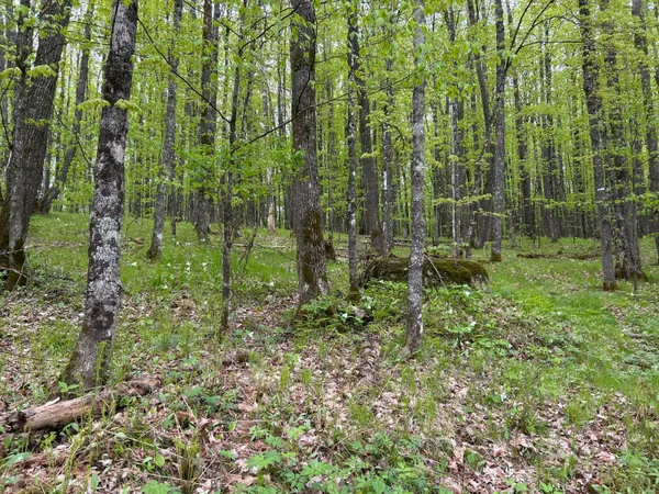 $58,000 | Lt44 Big Cub Trail, Laona, WI 54541