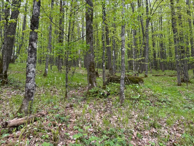 $58,000 | Lt44 Big Cub Trail, Laona, WI 54541