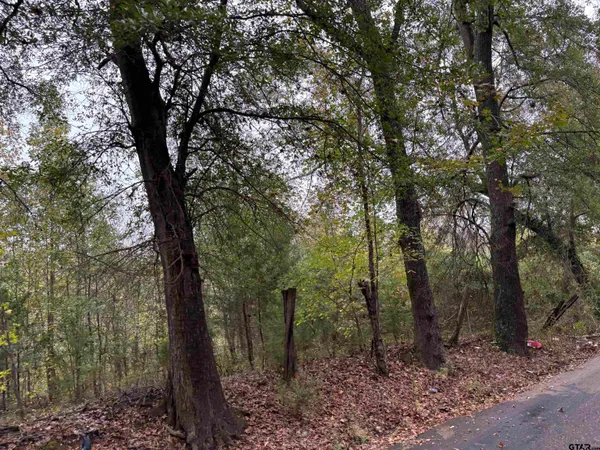 a view of a forest with trees