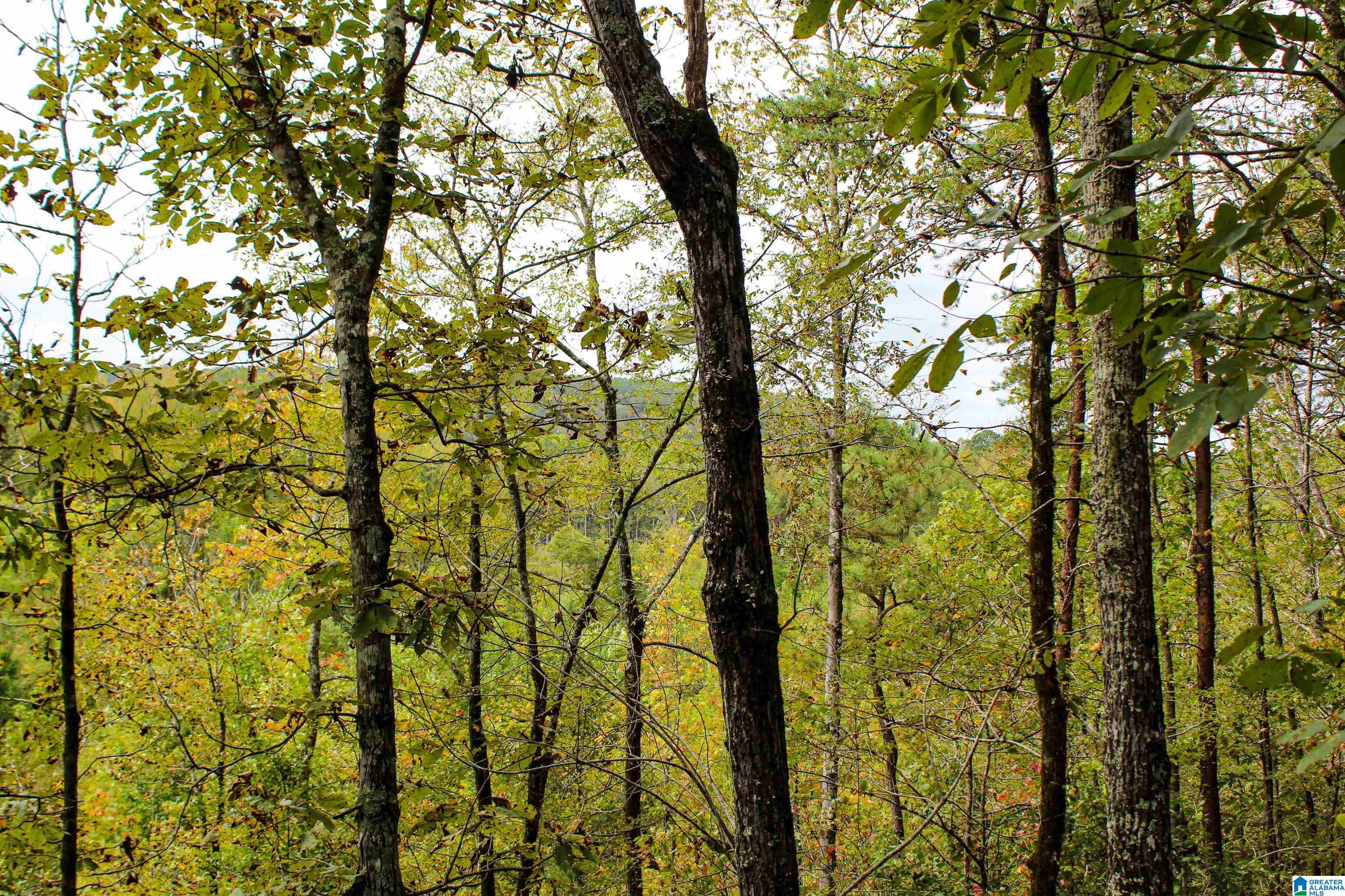 1 Highway 18, Unit 1 Oakman, AL 35579 - Photo 6 of 46