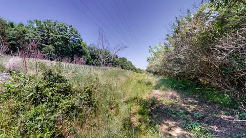 a view of a garden with a tree