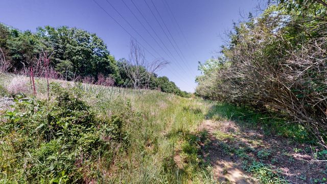 a view of a garden with a tree