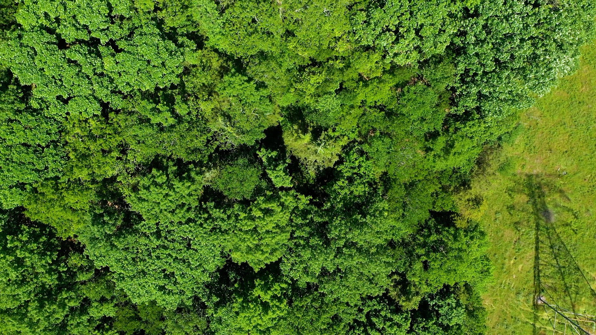 5 Peeples Court Madison, TN 37115 - Photo 27 of 31 a view of a lush green forest