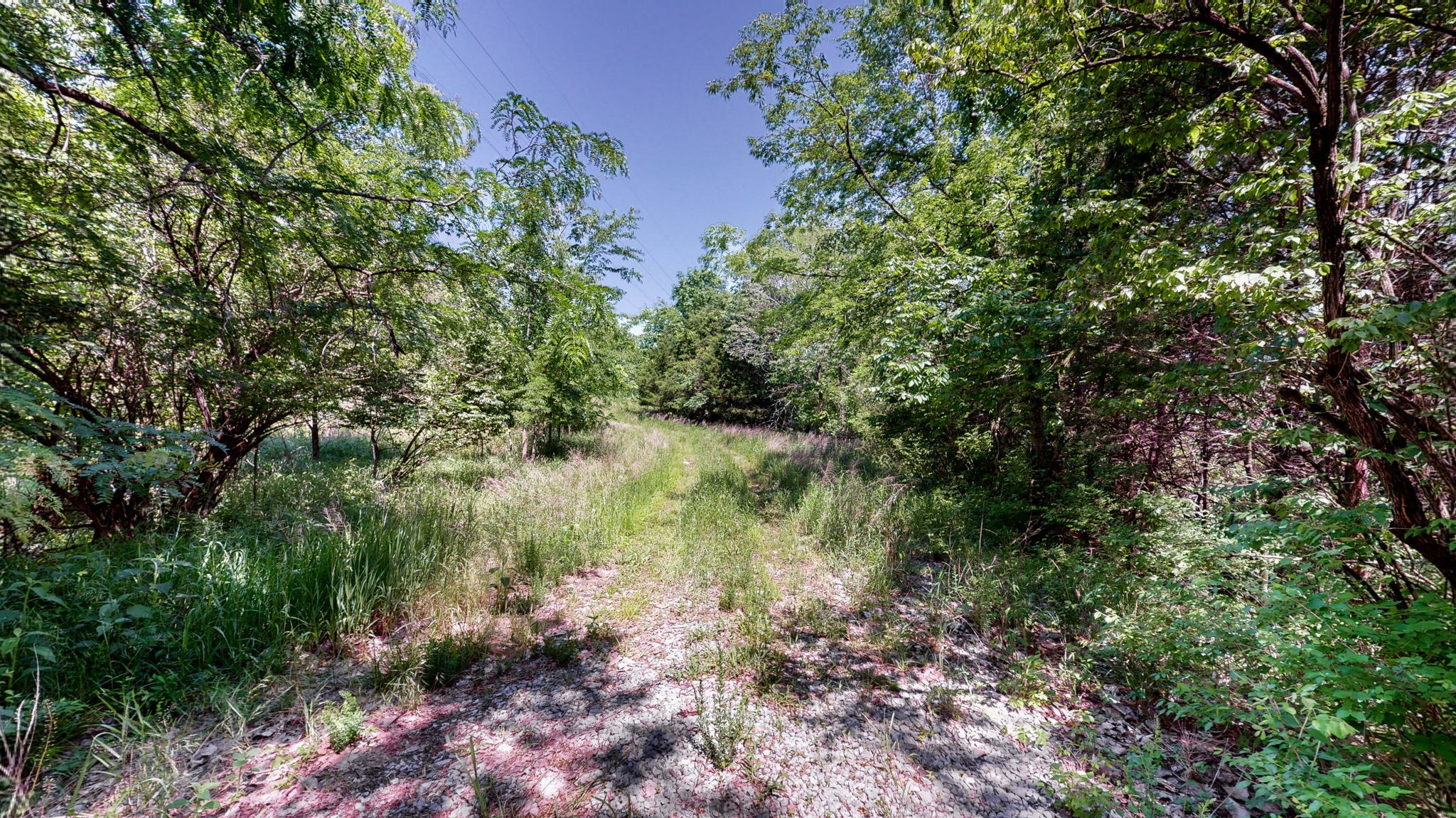 5 Peeples Court Madison, TN 37115 - Photo 7 of 31 a view of a garden with a tree