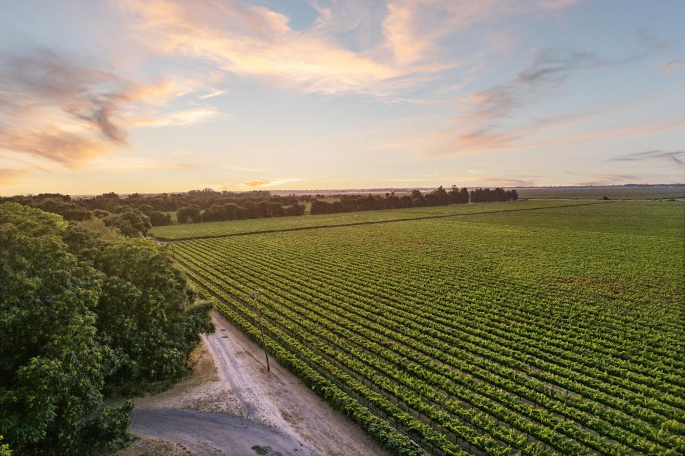 53140 South River Road Clarksburg, CA 95612 - Photo 6 of 66