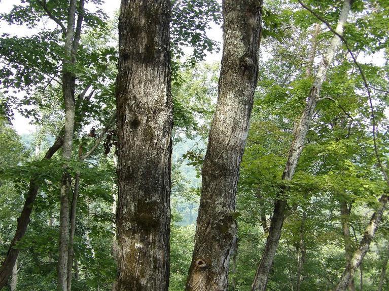 82 Ben Baker Road Somerset, KY 42501 - Photo 34 of 44 KODAK Digital Still Camera