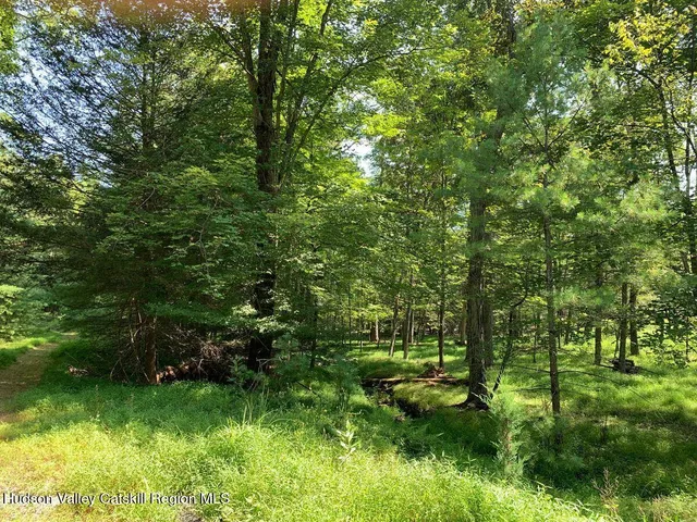 a view of a lush green forest
