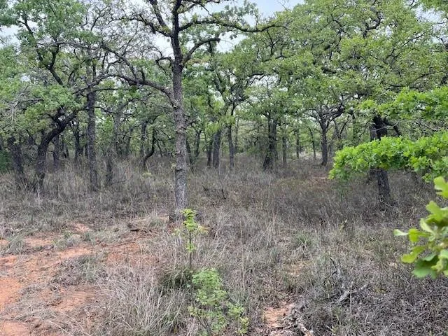 a view of a forest with trees in the background
