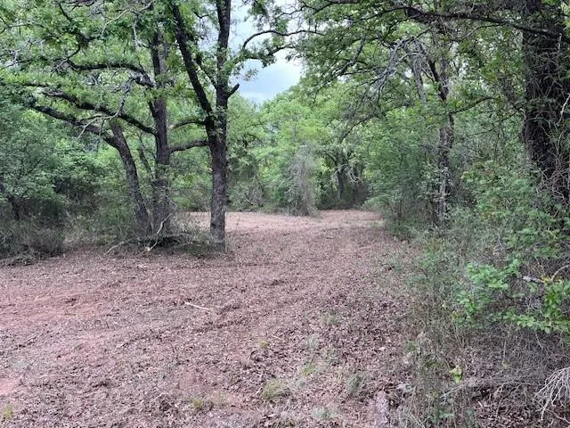 a view of a forest with trees in the background