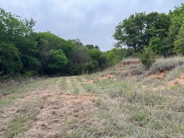 a view of a yard with plants and a tree