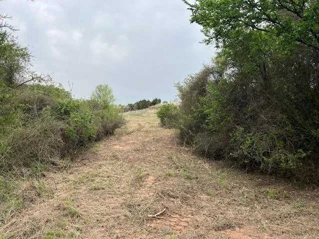 a view of a yard with plants and trees