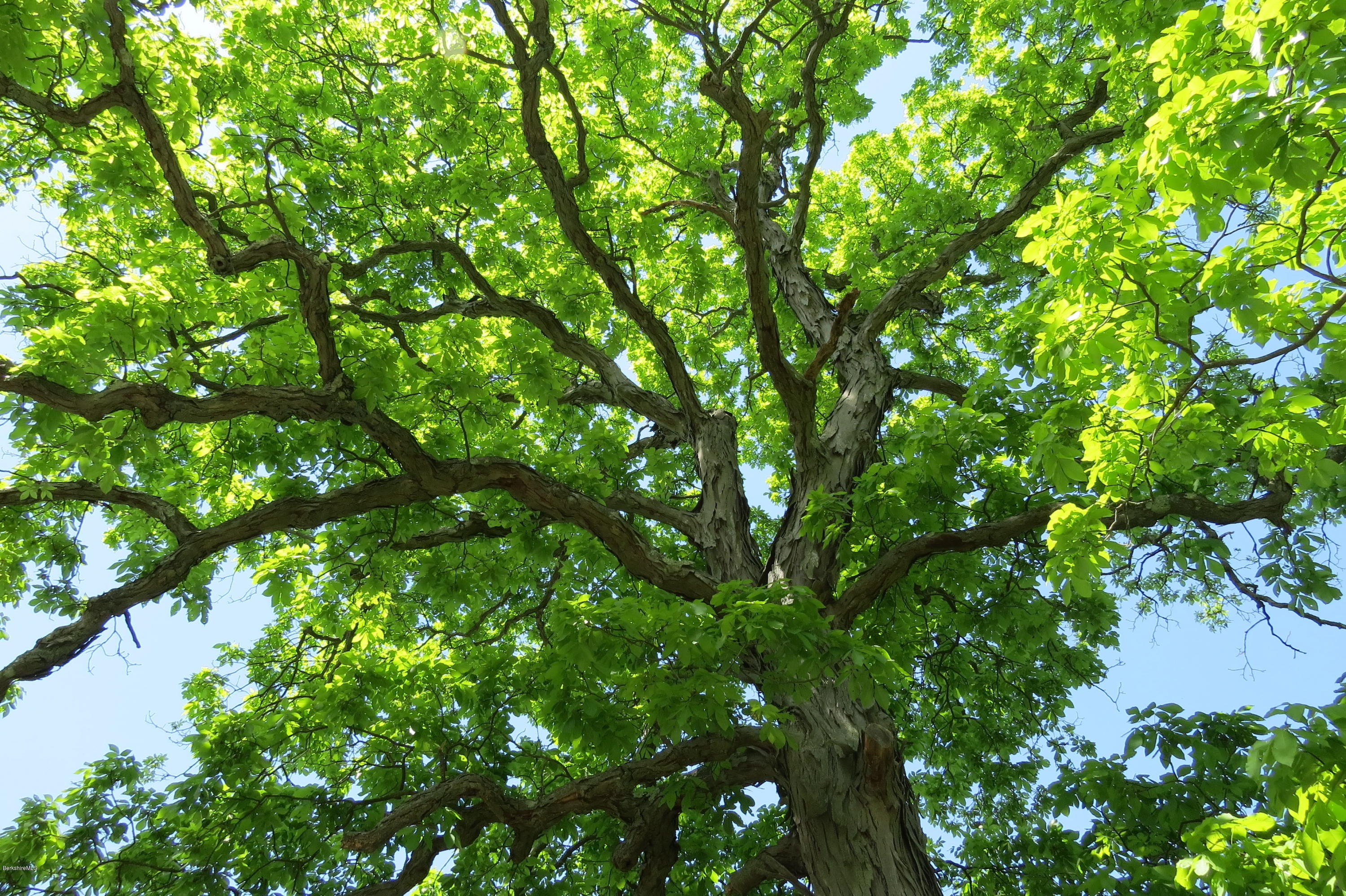 874 North Hoosac Road Williamstown, MA 01267 - Photo 50 of 50 shag bark hickory