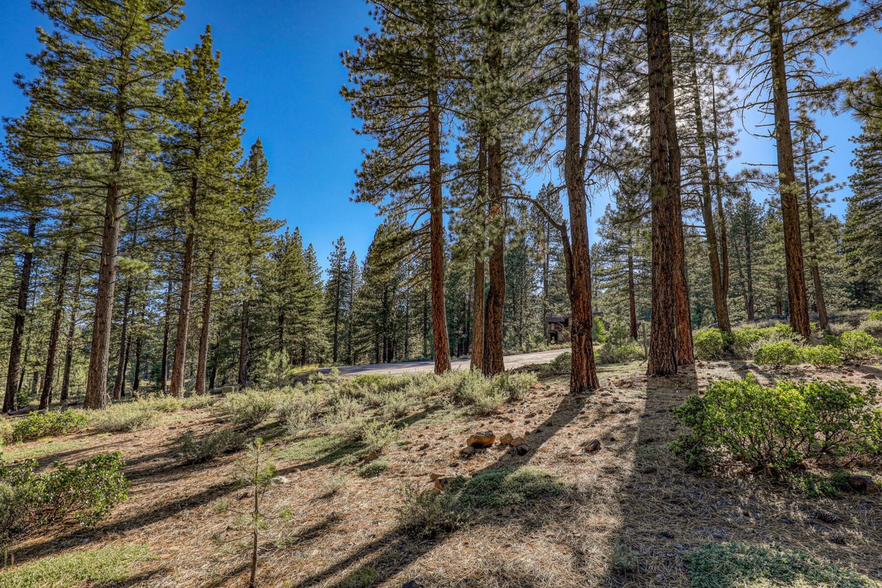 10576 Brickell Court Truckee, CA 96161 - Photo 4 of 21 a view of a yard with trees