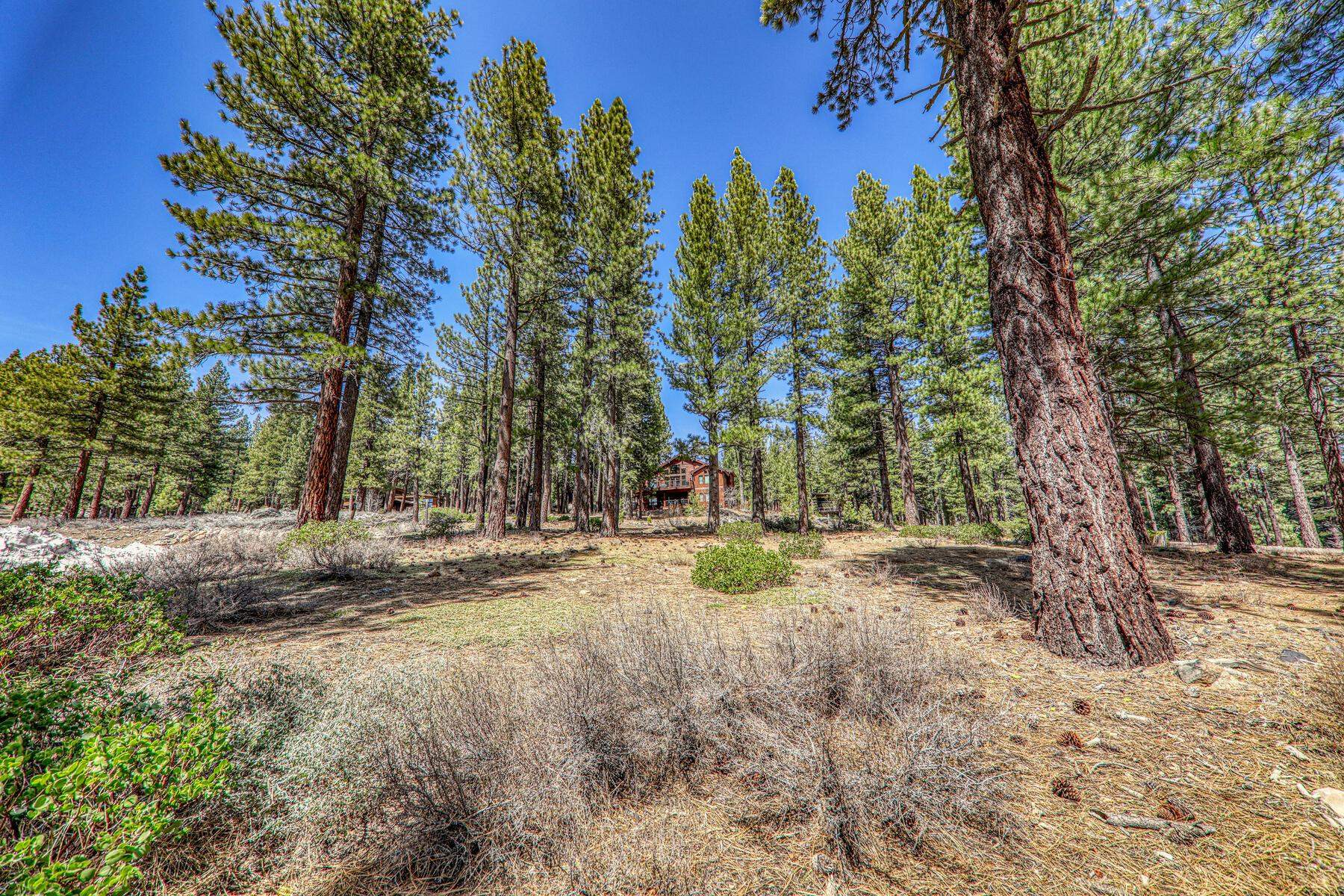10576 Brickell Court Truckee, CA 96161 - Photo 7 of 21 a view of a yard with plants and trees