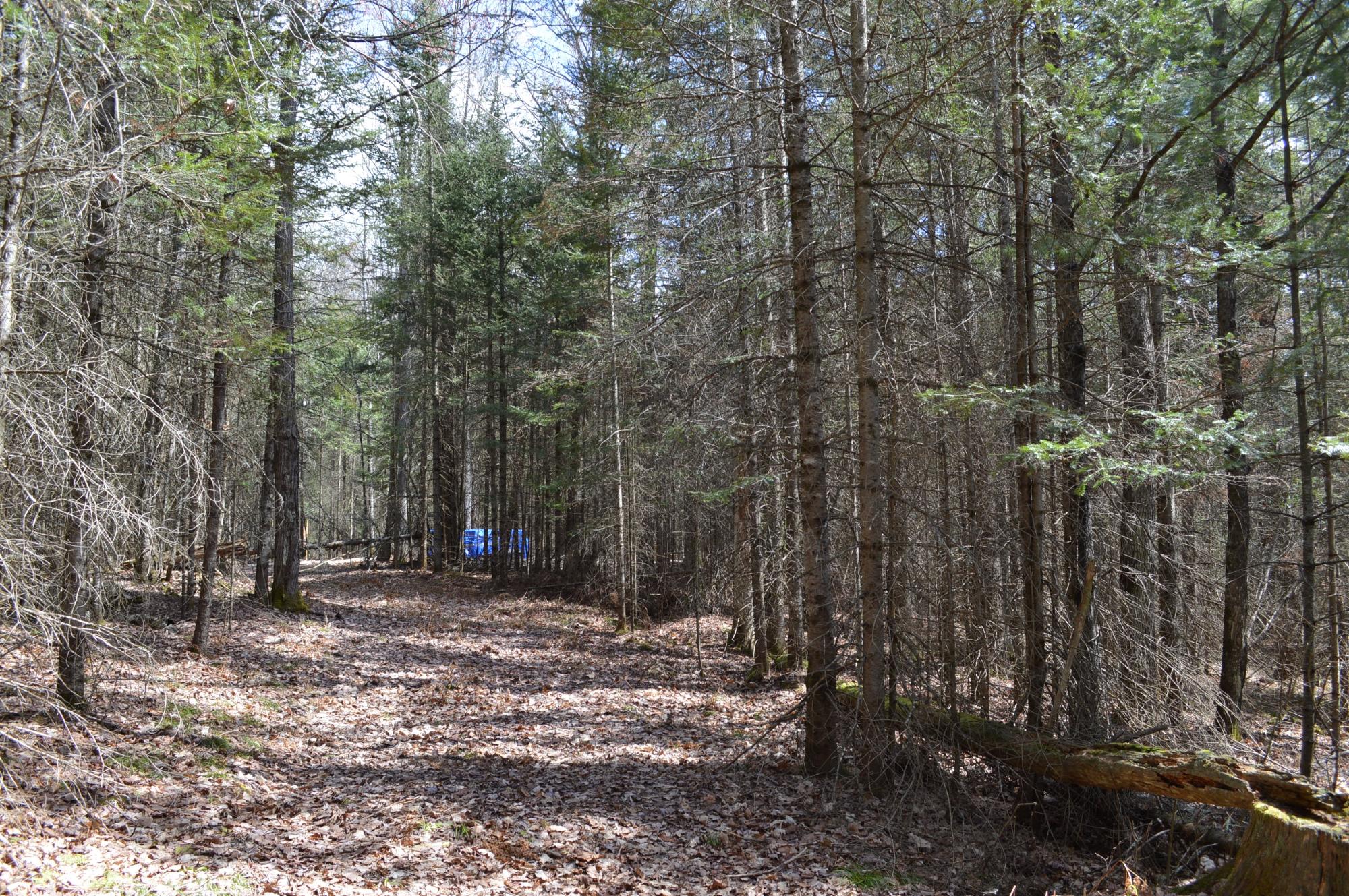 Lot 5 Columbus Road Conover, WI 54519 - Photo 9 of 14 Gallery Image 9