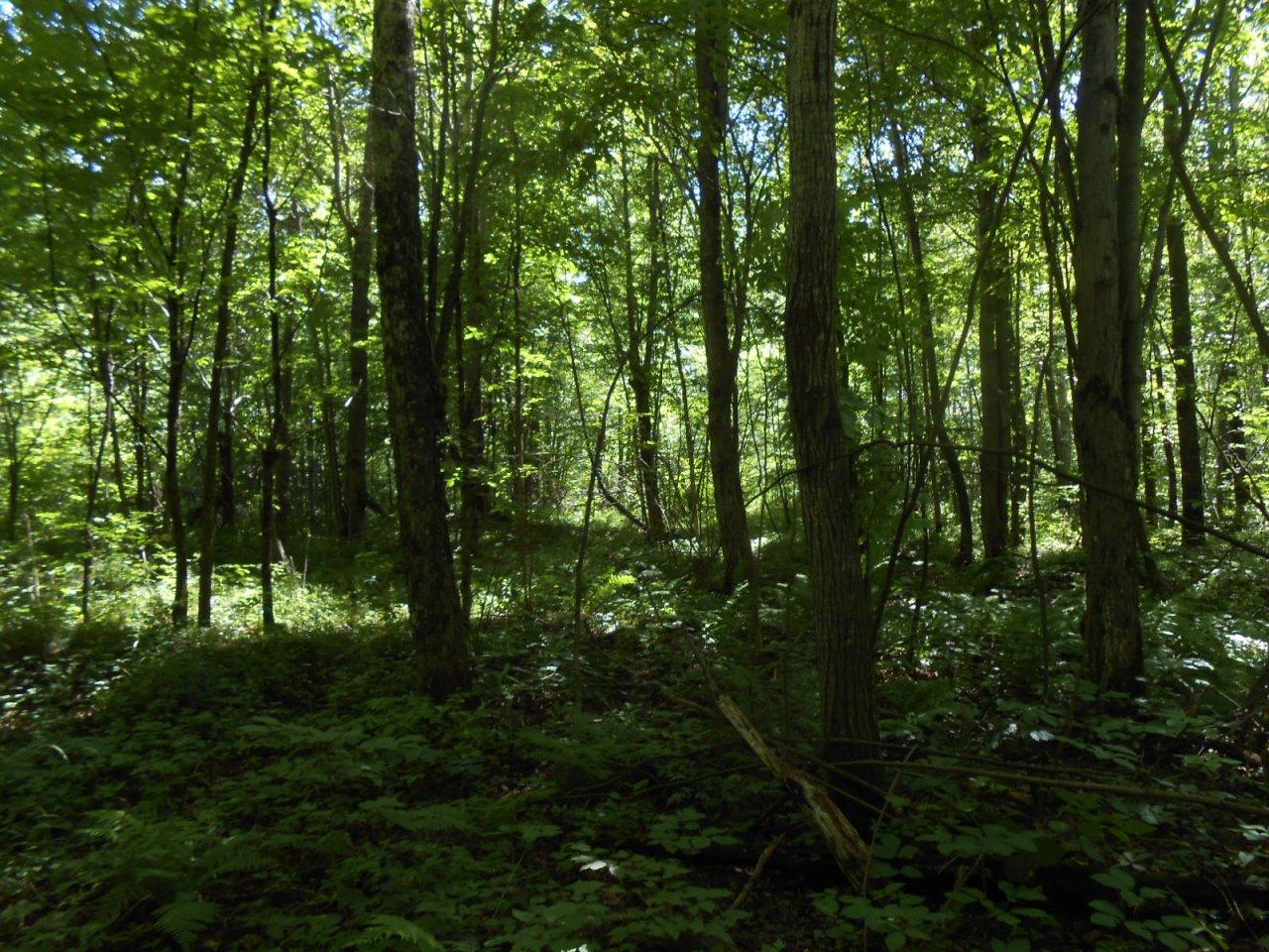 Off Green Creek Road Kennan, WI 54537 - Photo 12 of 15 Gallery Image 12