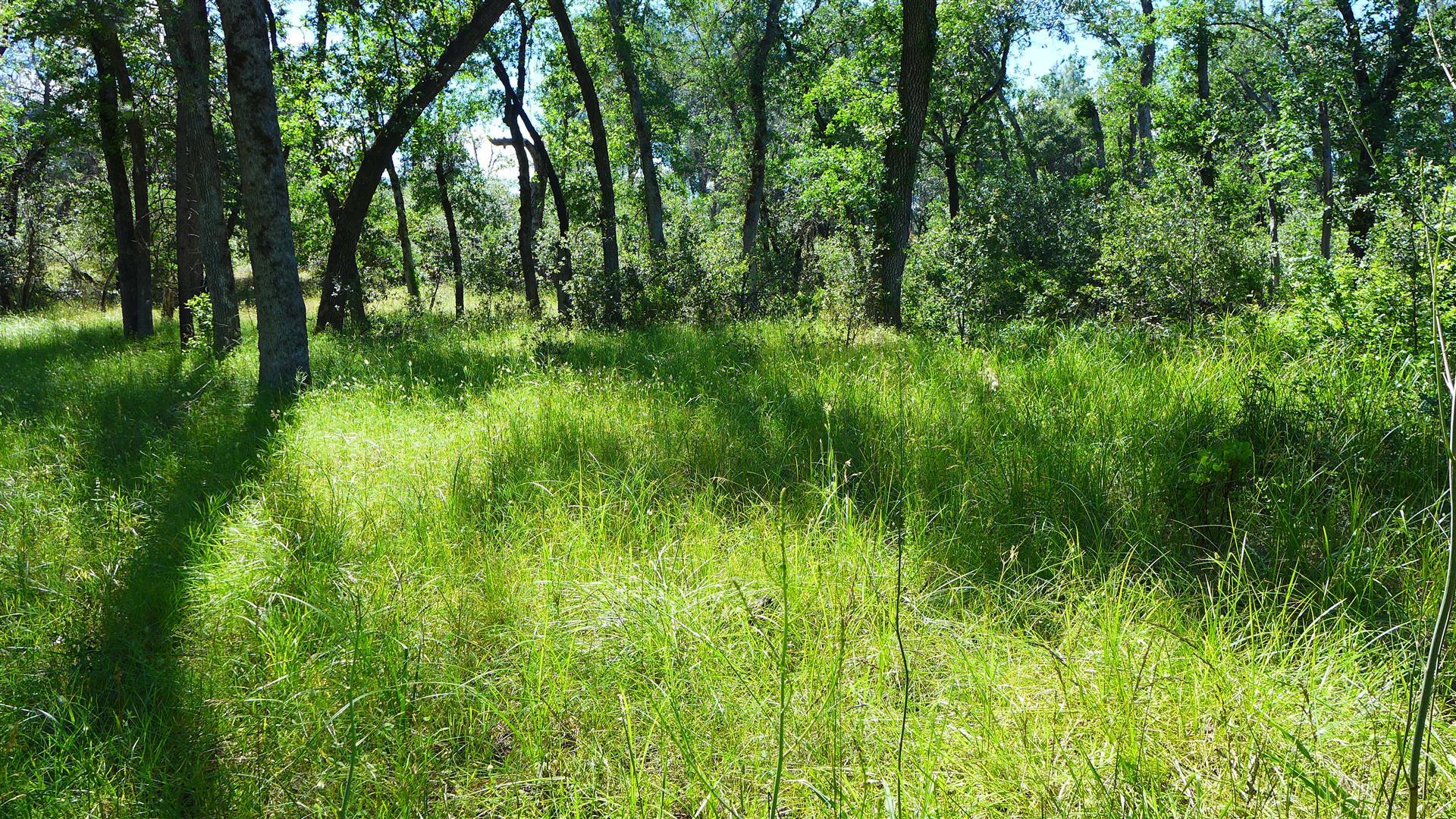 10-ac Rector Creek Road Igo, CA 96047 - Photo 1 of 19 a view of a lush green space