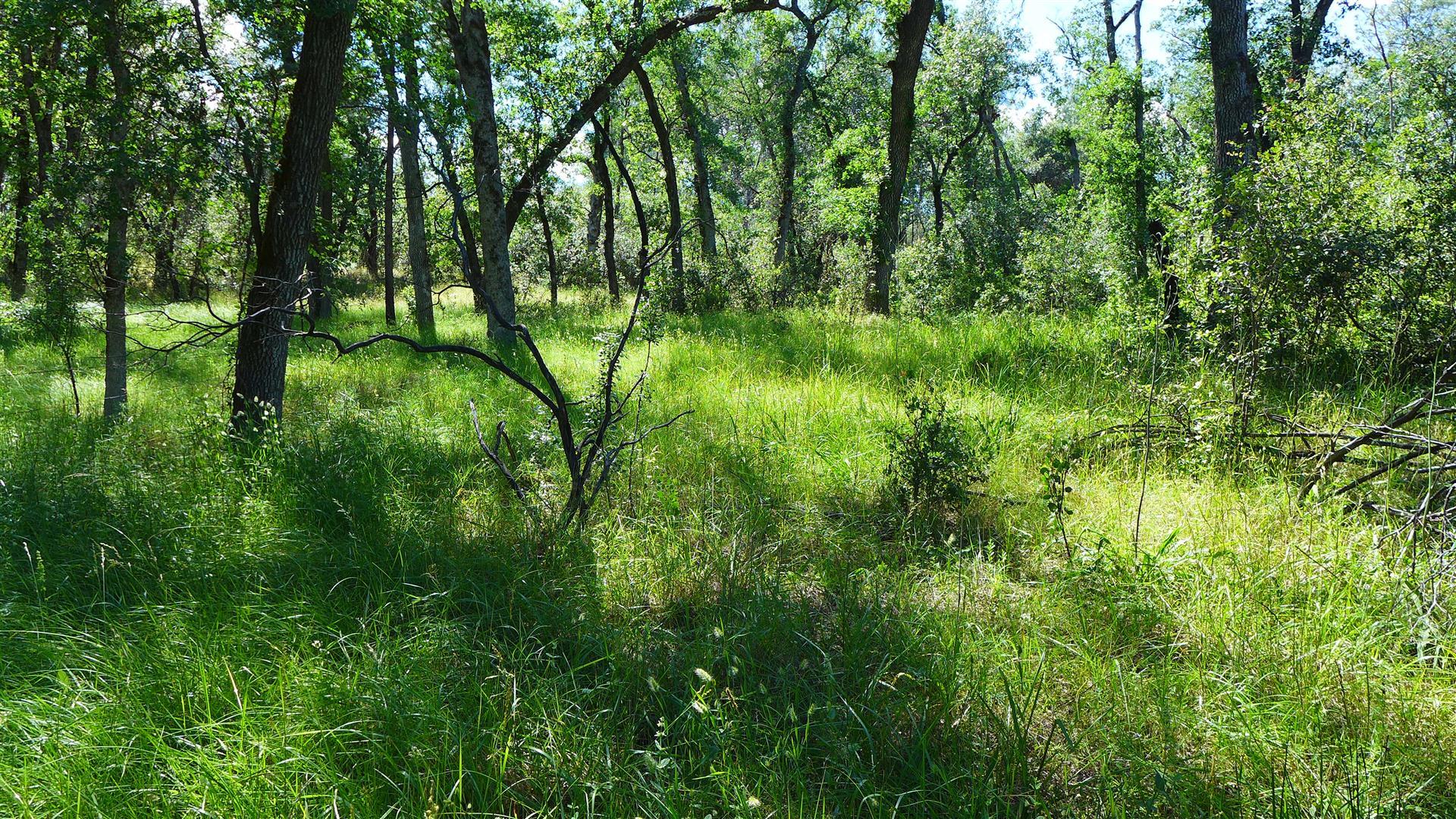 10-ac Rector Creek Road Igo, CA 96047 - Photo 14 of 19 a view of lush green forest