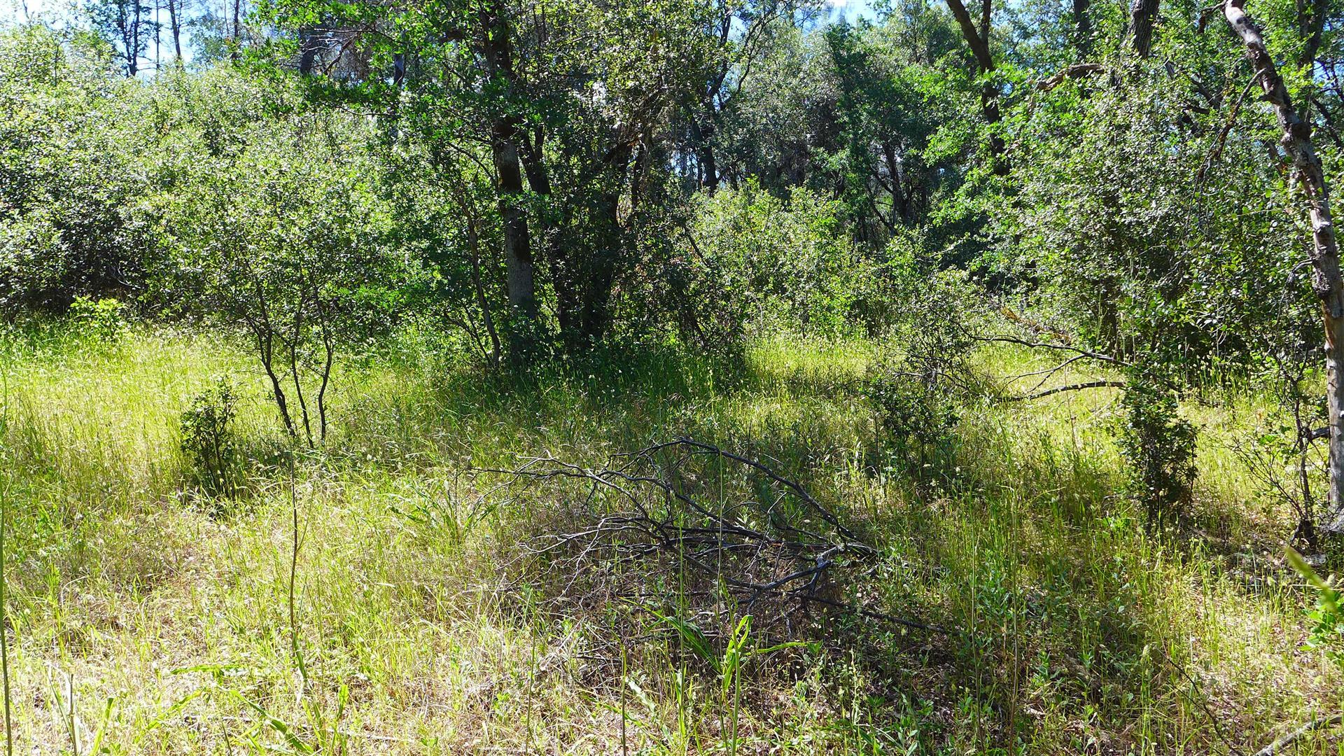10-ac Rector Creek Road Igo, CA 96047 - Photo 15 of 19 a view of a garden