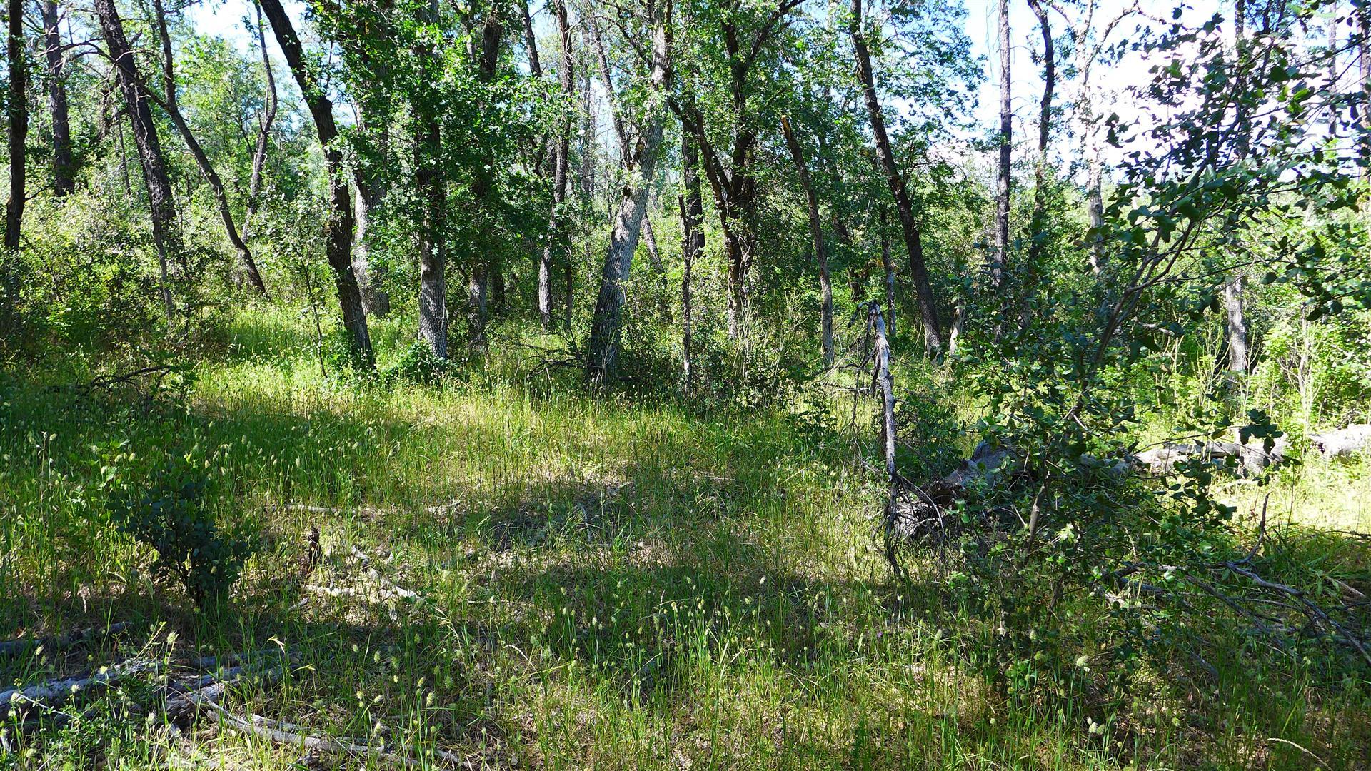 10-ac Rector Creek Road Igo, CA 96047 - Photo 16 of 19 a view of a lush green forest