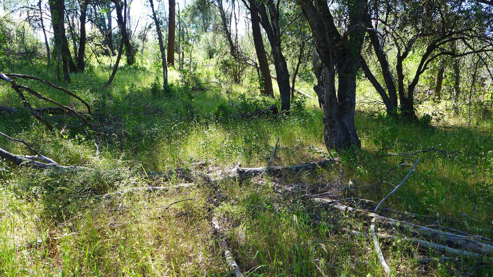 10-ac Rector Creek Road Igo, CA 96047 - Photo 17 of 19 a view of a garden