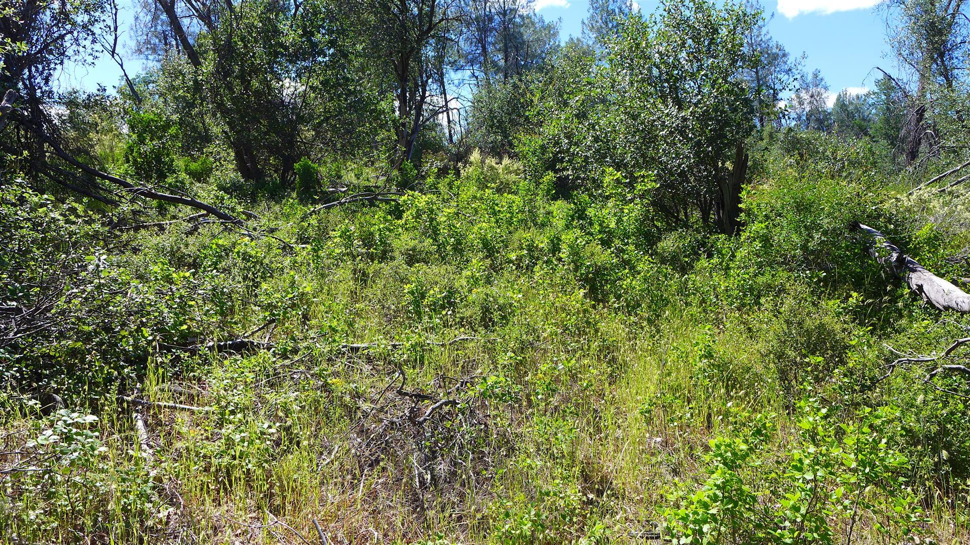 10-ac Rector Creek Road Igo, CA 96047 - Photo 18 of 19 a view of a lush green forest