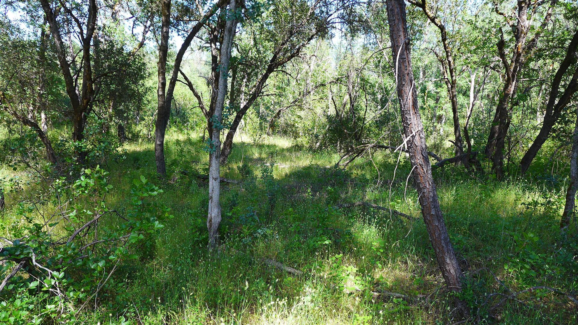 10-ac Rector Creek Road Igo, CA 96047 - Photo 19 of 19 a view of forest