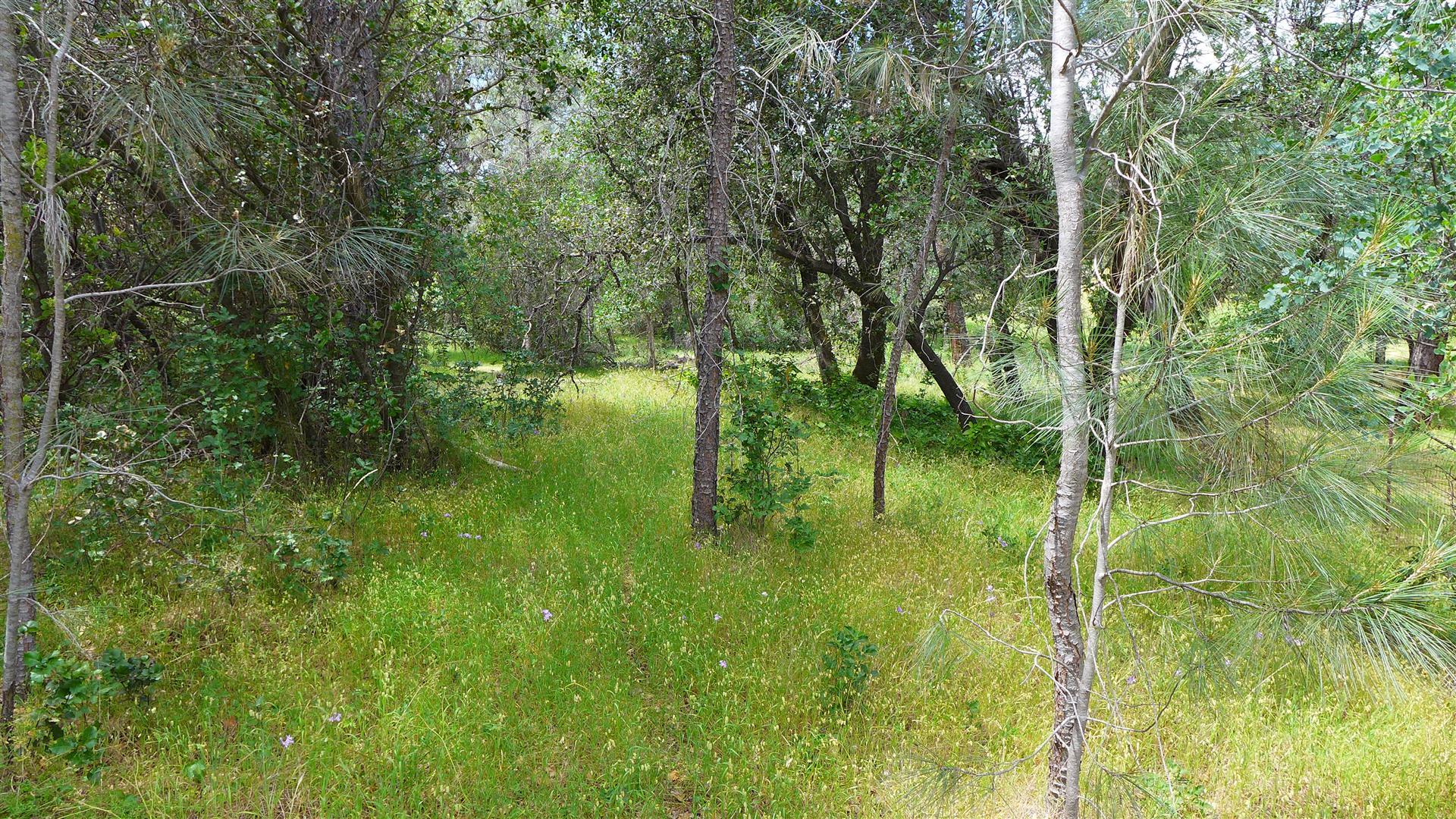 10-ac Rector Creek Road Igo, CA 96047 - Photo 4 of 19 a lush green forest with lots of trees