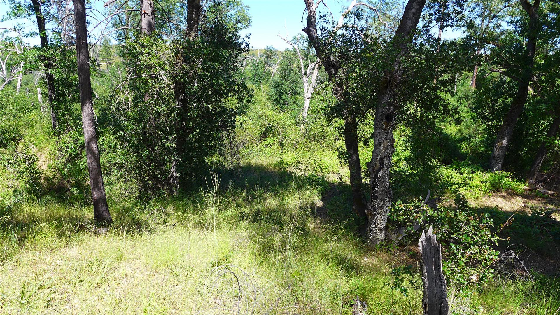 10-ac Rector Creek Road Igo, CA 96047 - Photo 7 of 19 a view of lake background with green space