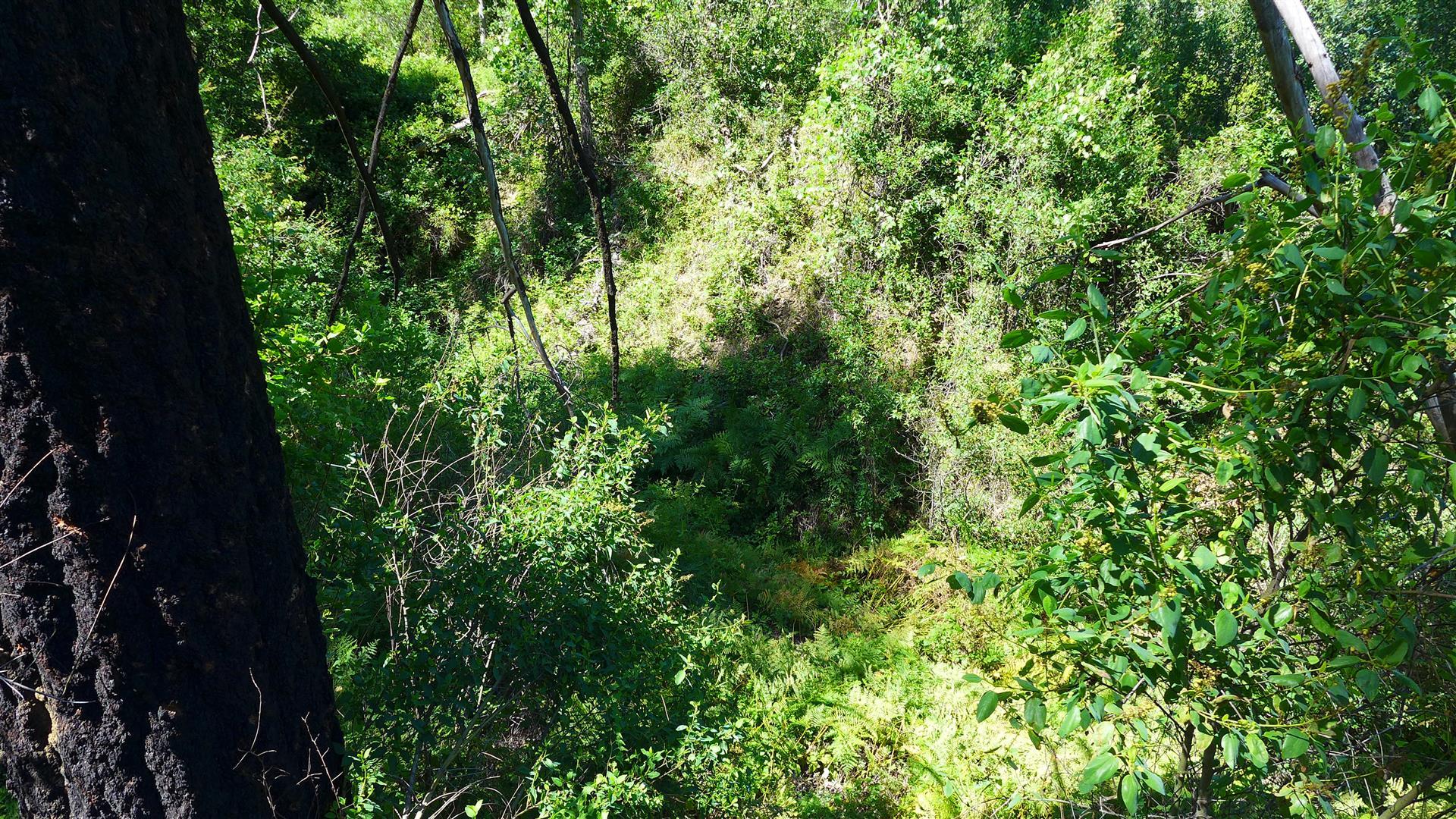 10-ac Rector Creek Road Igo, CA 96047 - Photo 9 of 19 a view of a garden