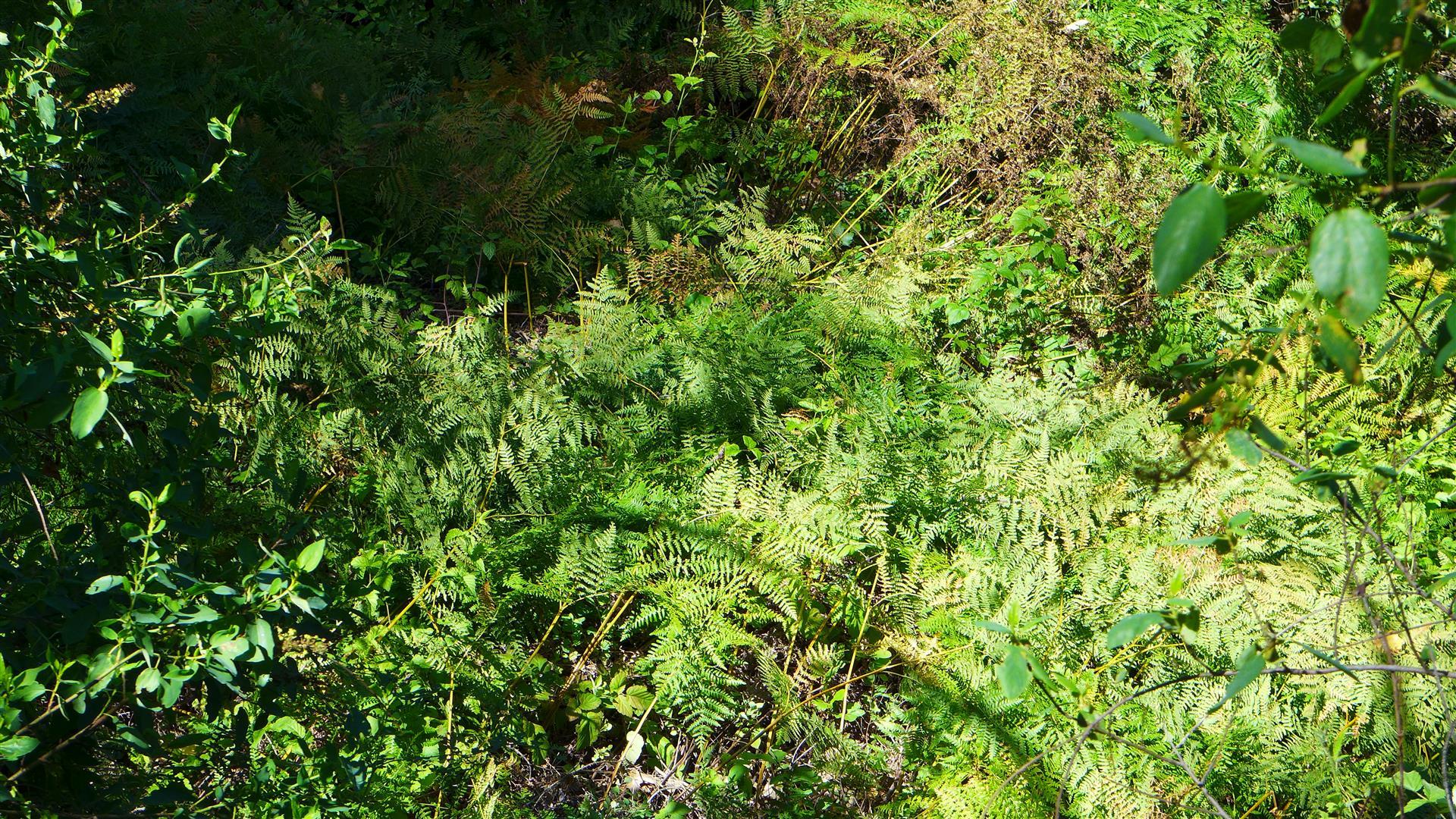 10-ac Rector Creek Road Igo, CA 96047 - Photo 10 of 19 a view of a lush green forest