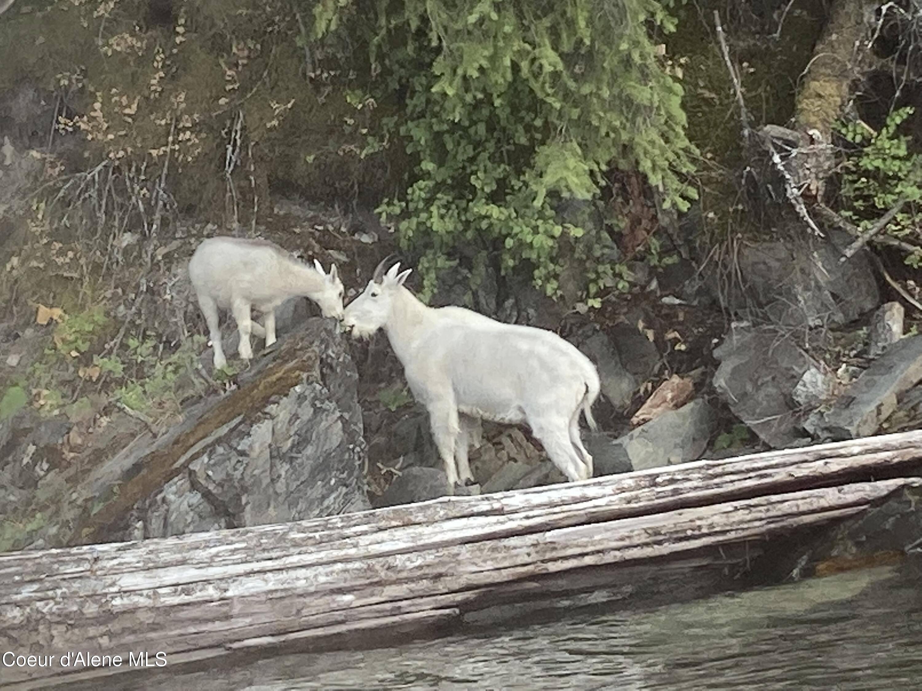 34129 Scenic Bay Road Bayview, ID 83803 - Photo 62 of 72 Exploring the lake