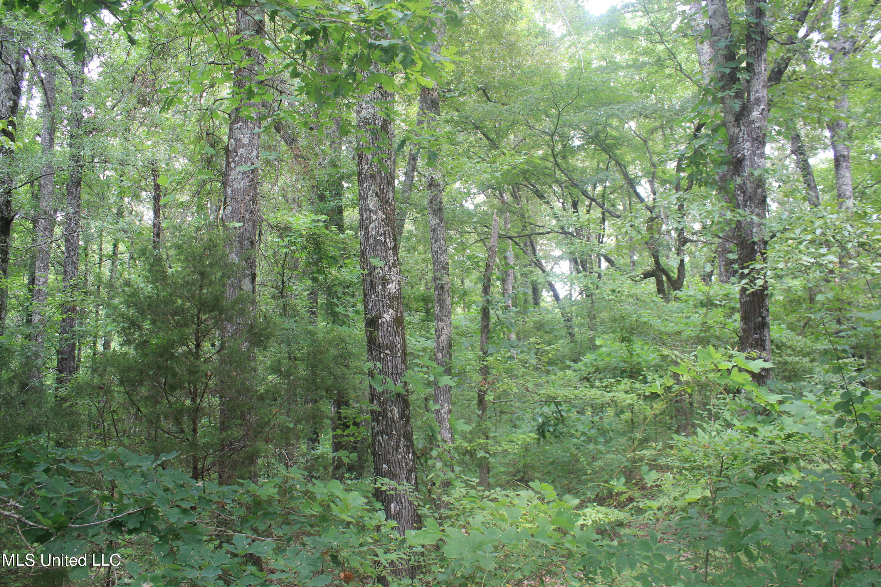 6 Victoria Road Holly Springs, MS 38635 - Photo 22 of 57 IMG_8779