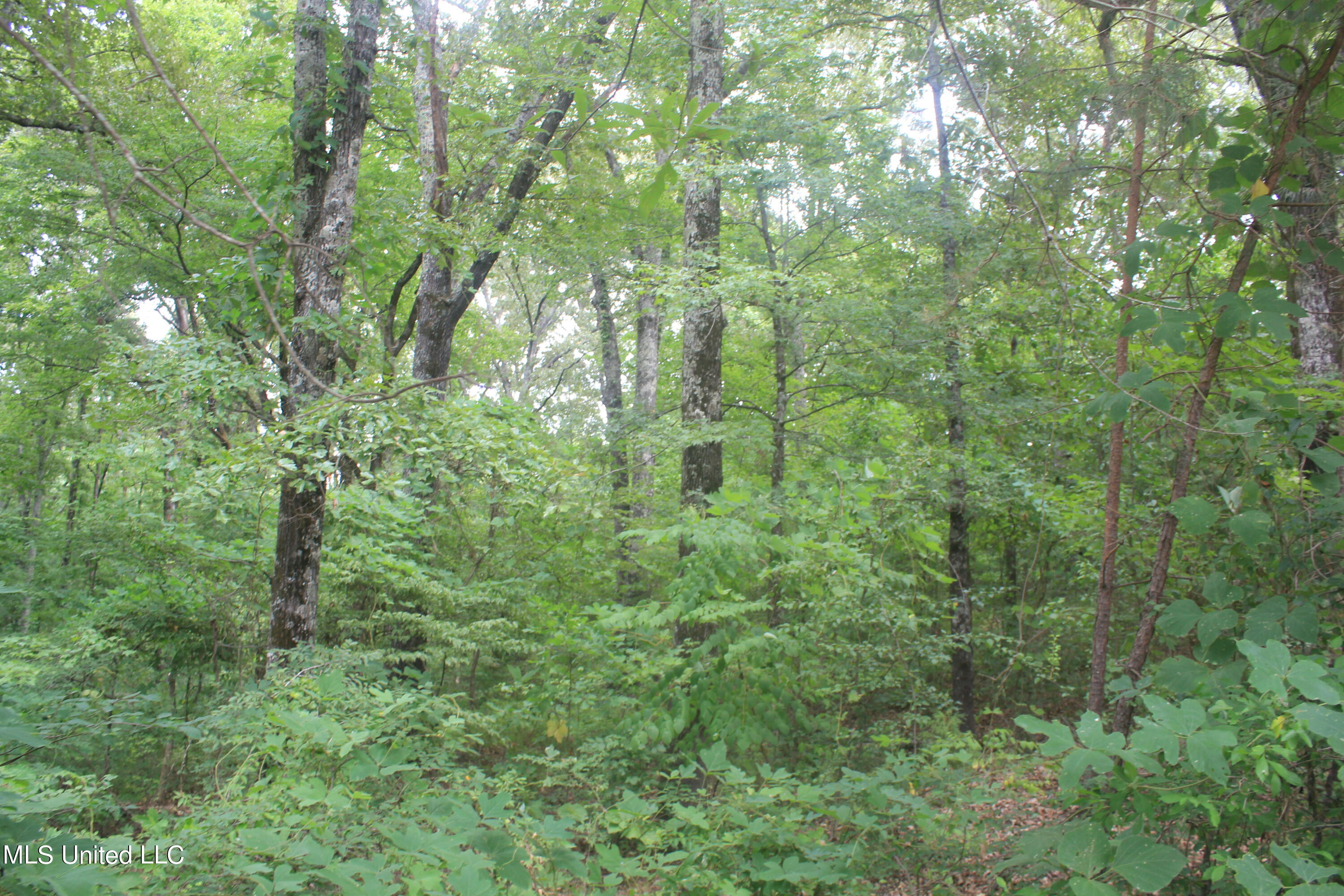 6 Victoria Road Holly Springs, MS 38635 - Photo 23 of 57 IMG_8780