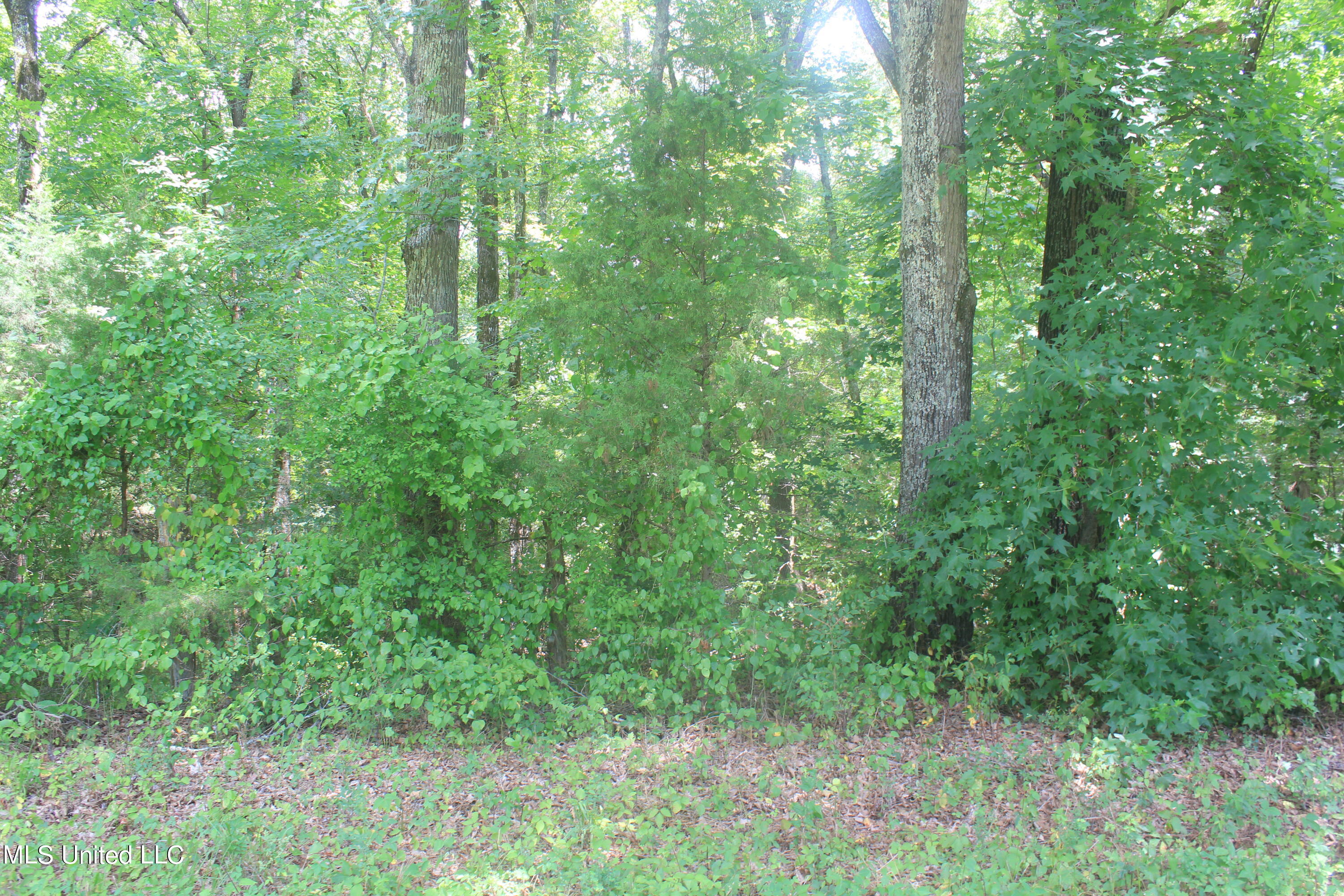 6 Victoria Road Holly Springs, MS 38635 - Photo 26 of 57 IMG_8783