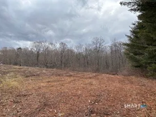 a view of a forest with a tree