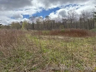 a picture of tree