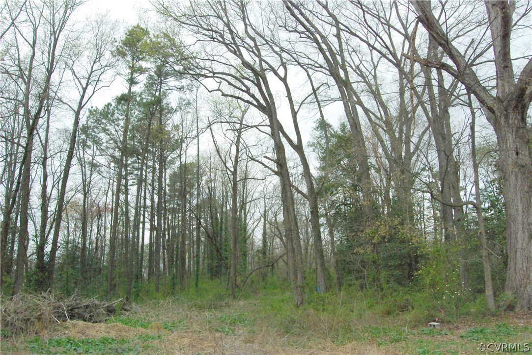 2016 Pemberton Road Henrico, VA 23238 - Photo 3 of 7 a view of a lush green forest