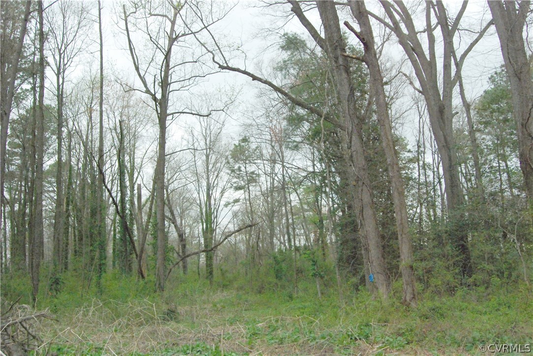 2016 Pemberton Road Henrico, VA 23238 - Photo 5 of 7 a view of a lush green forest