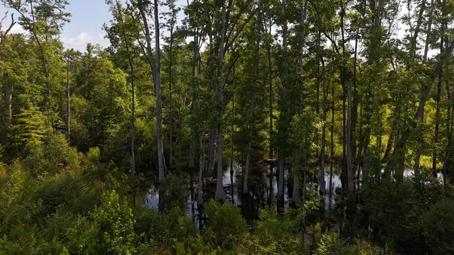 $202,020 | 0 Palmetto Sands Road, Branchville, SC 29432