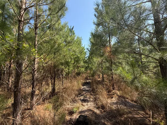 $202,020 | 0 Palmetto Sands Road, Branchville, SC 29432