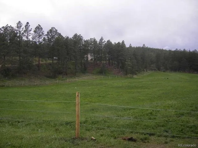 a small garden covered with tall trees