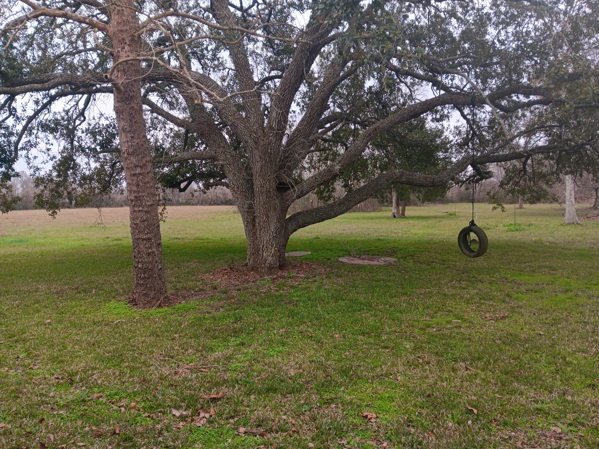 3702 Cedar Rapids Parkway Iowa Colony, TX 77583 - Photo 28 of 31 a view of outdoor space with deck and trees
