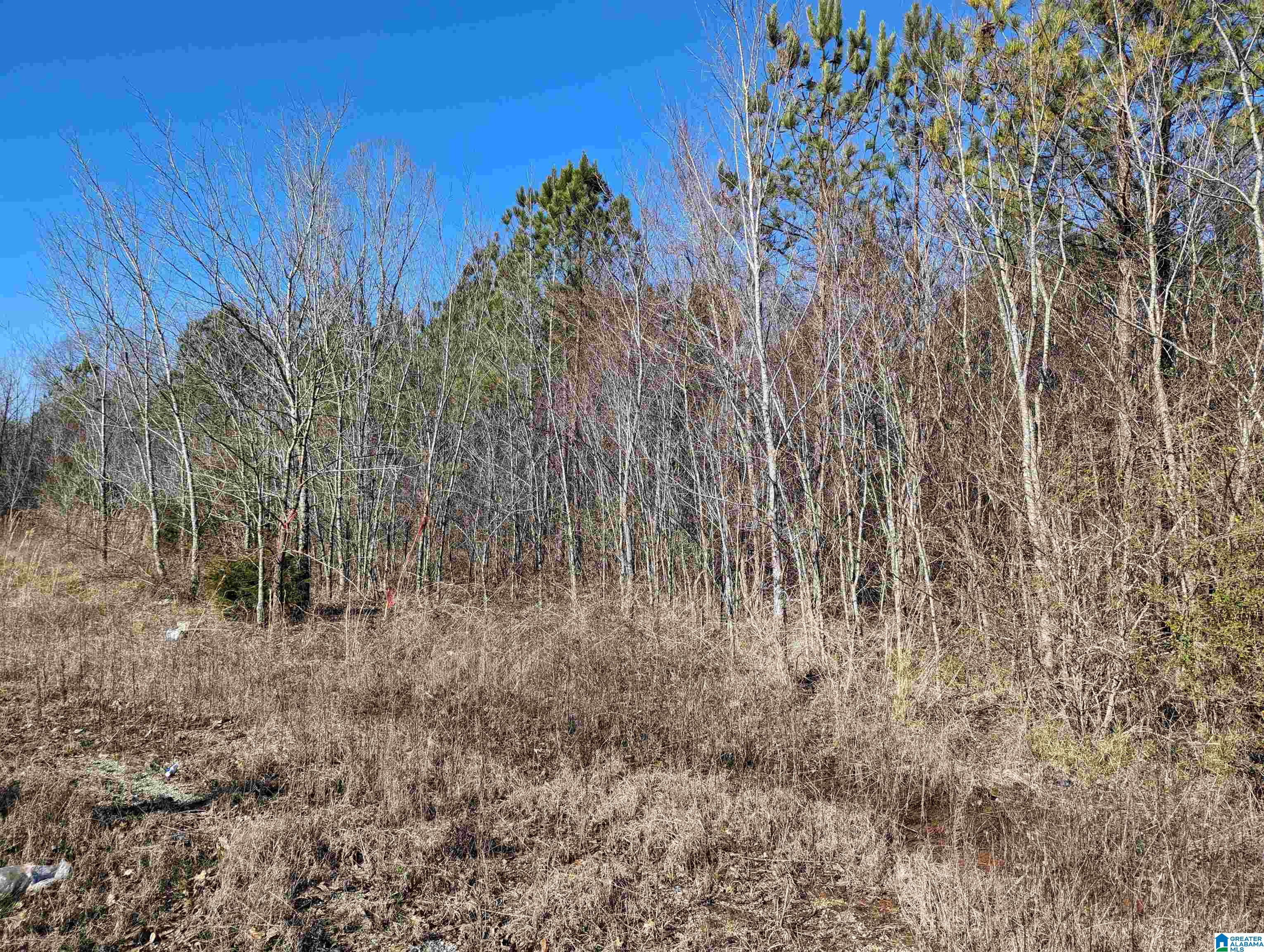 0 Chandler Springs Road Talladega, AL 35160 - Photo 8 of 35