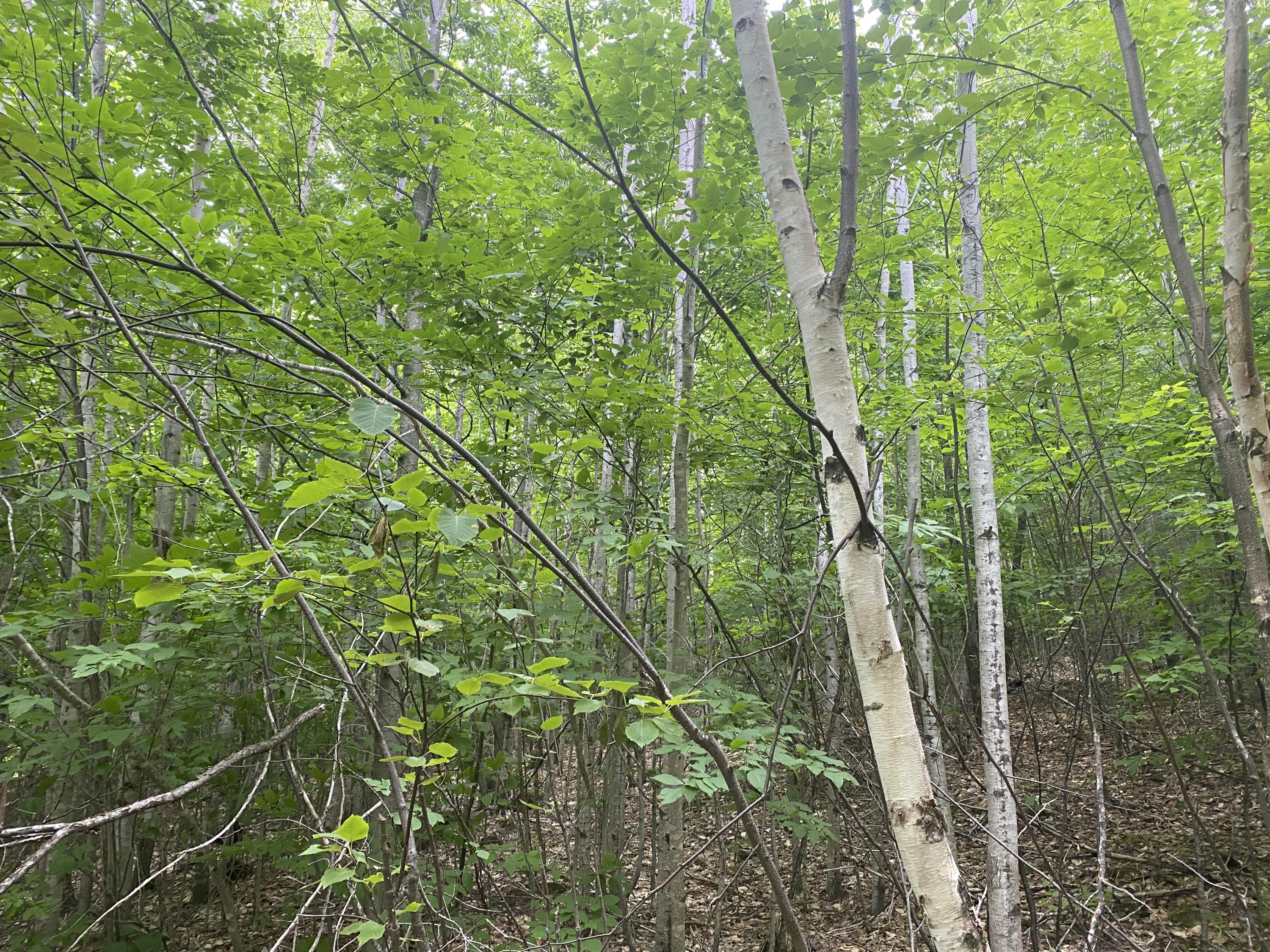 160 Reed's Mill Road Madrid Township, ME 04966 - Photo 17 of 20 Photo Jun 16, 2 43 55 PM