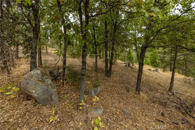 a view of a forest filled with trees