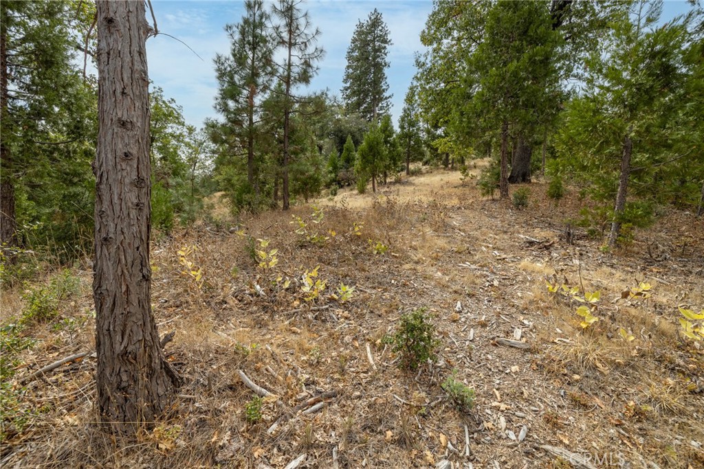 26 Timberview Road North Fork, CA 93643 - Photo 31 of 35 a view of a forest with trees in the background